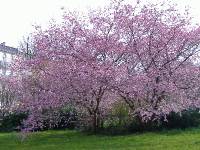 Fruehling in Baden Baden (8) 